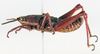 CollectionObject 1506177; 398a77ba-697a-4bc3-b956-f5bd5ba8c65c: male, lateral view (holotype of Monistria vinosa). (CollectionObject).