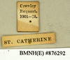CollectionObject 1573029; ea187e95-bc4d-45e8-90ac-8177b2adbaa1: Copyright Natural History Museum, London. Labels from non-type (adult male) in BM(NH). (CollectionObject).