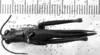 CollectionObject 1574952; 303f4edc-0110-4c5d-8e3c-3394e43c06ca: female, dorsal view. (CollectionObject).