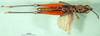 CollectionObject 1500294; 50b27502-cb62-4eb7-b530-c9e88f376ba9: male, ventral view (paratype). (CollectionObject).