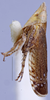 Habitus, lateral view: !! display not done !! on Scaphytopius meridianus Hepner, 1946: Ohio State U. (Observation).