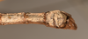 CollectionObject 1559795; 6ee93ef6-2dad-49c4-9663-219a1fa4b6b4: copyright OUMNH. male: end of abdomen, ventral view of Phasma (Acanthoderus) lacertinum (holotype). (CollectionObject).