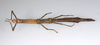 CollectionObject 1591896; acb19454-91fe-4db1-8508-ffc928ca2afd: copyright USNM, Washington. female, ventral view (paratype). (CollectionObject).;CollectionObject 1591897; d1971875-9839-4678-8b9d-2ea18fbdd7eb: copyright USNM, Washington. female, ventral view (paratype). (CollectionObject).