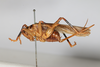 CollectionObject 1506461; 9ec82bb6-3b98-4b2e-b745-47bd3137269d: female, lateral view (syntype). (CollectionObject).