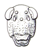 Peringueyacris namaqua (Péringuey, 1916): Fig. 25.2. male face. (Otu).