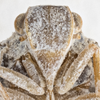 Head: (Observation).