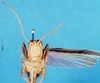 CollectionObject 1580220; 958cdfcb-b0a6-430c-a148-2e29977d9c83: male, frontal view (paralectotype). (CollectionObject).