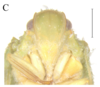 Head: !! display not done !! on Geisha distinctissima (Walker, 1858): Park, J., Lee, B. W., & Jung, S. (2021). Taxonomic review of the family Flatidae (Hemiptera: Auchenorrhyncha: Fulgoroidea) from Korea. Journal of Asia-Pacific Biodiversity, 14(4), 514-525. (Observation).