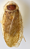 CollectionObject 1567088; f9920a55-8740-4a05-93e8-1544acfec038: Photo by Heidi Hopkins. Holotype, adult male, dorsal habitus. (CollectionObject).