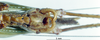 CollectionObject 1534038; fc482230-8b92-406b-a716-672b1f586a78: male subgenital plate. (CollectionObject).