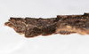 CollectionObject 1562368; NMW 239, d1bbf7c6-0c05-446f-8d0e-e5eab577847c: copyright NMW, Vienna. female: end of abdomen, lateral view (holotype). (CollectionObject).