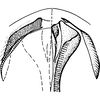 Ovipositor: !! display not done !! on Pendarus (Pendarus) nudus (Ball, 1911): Ovipositor. (Observation).