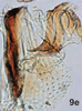 Anal tube processes on Bretega orbiverpa Stiller, 2017: Anal tube process. (Observation).