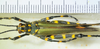 male, dorsal view. Depicts CollectionObject 1498720; f1685009-ae29-477b-afc0-9dd9f00b6dc2, a CollectionObject.