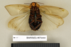 CollectionObject 1572964; 6be54361-8d9f-4752-aa69-e988695de6f3: Copyright Natural History Museum, London. Non-type (adult female) in BM(NH). Ventral view. (CollectionObject).