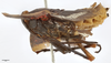 Habitus, lateral view: !! display not done !! on Zeunasa irrorata (Blanchard, 1846): (Observation).