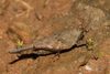 CollectionObject 1599704; 72ebb6c2-472b-4856-8ef3-2eeacafdd33c: female (holotype). (CollectionObject).