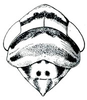 Head on Calonia signata (Ball, 1902): Calonia signata, head, pronotum, and mesonotum, dorsally. (Observation).