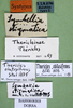 CollectionObject 1595427; 75770566-301e-45c4-ad34-7f78284900d0, DORSA BA000608S03: labels (syntype of Symbellia stigmatica). (CollectionObject).