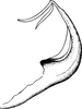 Aedeagus, lateral view on Edwardsiana nicolovae Dlabola, 1967: Aedeagus, lateral view. (Observation).