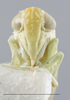 Head: !! display not done !! on Hebata (Hebata) fabalis (DeLong, 1930): Head/Face. (Observation).