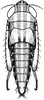 Nymph: !! display not done !! on Paramesus major Haupt, 1927: (Observation).