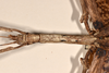 CollectionObject 1557408; 740e7e02-4a02-45f8-9962-45933d7ce492: copyright OUMNH. female: head & thorax, lateral view (holotype). (CollectionObject).