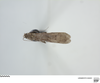 CollectionObject 2738259; 9ba33abc-0883-498a-bffd-d280b31fb427, USNMENT01345251: (CollectionObject).
