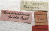 CollectionObject 1505861; c6873a45-57d3-4f4d-a2e2-7e3489534c6a: labels (syntype). (CollectionObject).