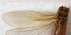 CollectionObject 1533015; 85a5cff4-74eb-45e8-bd79-c8f84f6469e0: male, left tegmen. (CollectionObject).
