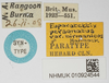 CollectionObject 1580135; c568fedd-d041-4012-81a9-e144a6b64a8e, NHMUK010924544: male (syntype), labels. (CollectionObject).