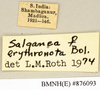 CollectionObject 1573077; 4a40af1d-7aaa-46b9-8f8a-9390e23a2b3d: Copyright Natural History Museum, London. Labels from non-type (adult female) in BM(NH). (CollectionObject).