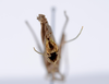 CollectionObject 1565267; e190b22c-154e-4800-b333-4256149f0ba8: Copyright ZMHB, Berlin. male genitalia (holotype). (CollectionObject).