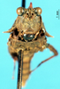 CollectionObject 1581426; 8e5732aa-65a1-4f79-84af-c7e13e66d7fd: female, frontal view (paratype). (CollectionObject).