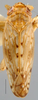 Habitus, dorsal view: Amimenus mojiensis, dorsally (BMNH). (Observation).