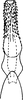 Aedeagus, ventral view: Aedeagus, ventral view. (Observation).