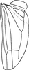 Hind wing on Shamala (Mahmoba) prospecta Dworakowska, 1982: Hind wing. (Observation).