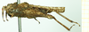 CollectionObject 1532635; 9bea3da5-4e50-4822-bd94-9d8733141588: female, lateral view (holotype). (CollectionObject).