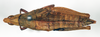 CollectionObject 1540715; aba8c179-29a5-4a51-976e-abffdebfdaea: female, dorsal view (lectotype). (CollectionObject).