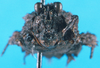 CollectionObject 1500258; 839d7aaf-9e63-4253-a9ff-fe789560c21c: female, frontal view (holotype). (CollectionObject).