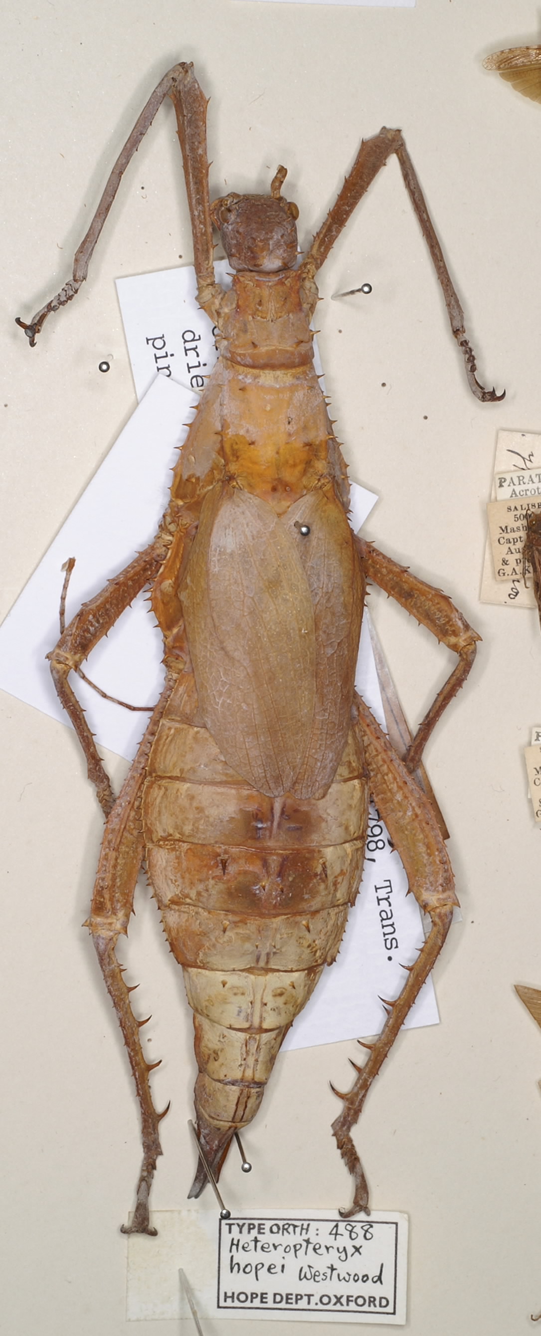 copyright UMO. female of synonym Heteropteryx hopei (holotype). Depicts CollectionObject 1559037; ceb3df22-7899-40b8-8ba0-209a6bdead98, a CollectionObject.