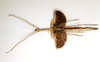 CollectionObject 1557434; d4ae294b-2af1-441c-ab00-bafb5ed1c0b0: copyright ETHZ. female of synonym Palophus brevicornis (holotype). (CollectionObject).
