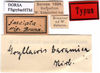 CollectionObject 1505250; f6343758-bbe0-47e4-9c5d-f7321849863d: labels (holotype of Gryllacris baramica). (CollectionObject).