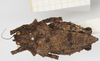 CollectionObject 1517923; 74e2d353-8f8a-4713-b836-fbc932f5ecd3, NHMUK010924489: female, dorsal view (holotype). (CollectionObject).