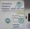 Henestaris laticeps hispanus Rambur, 1839: Henestaris hispanus. Paralectotype. (BMNH) - (CC BY-NC 4.0) Photo by Stuart Cole, reproduced with permission from the Natural History Museum, London, UK. (Otu).