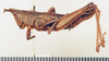 CollectionObject 1518524; c0e9e8f4-e6ad-4c3b-b914-183cbcf1d05e: male, lateral view (holotype). (CollectionObject).