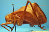 CollectionObject 1530690; 79a2546f-0856-4929-be33-f16e55ae0758, DORSA STcorabrS01: male, lateral view (holotype). (CollectionObject).