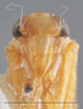 Head: !! display not done !! on Alebra albostriella (Fallén, 1826): Head. (Observation).