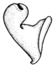 Leiotettix viridis Bruner, 1906: Fig. 8. epiphallus, lateral view. (Otu).