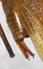 CollectionObject 1566593; NMW 5341, c17a3797-a41c-45be-ba92-fdb0cce8f145: male subgenital plate, dorsal view. (CollectionObject).